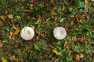 Two mushrooms with tall stalks and saucer-shaped white caps in a field among green grass. View from above. Trooping Funnel. Infundibulicybe geotropa