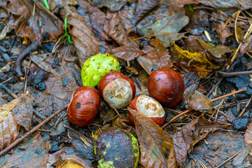 Several horse chestnuts, peeled and unpeeled, on wet, dry leaves covered with raindrops