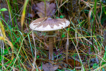 A light-colored poisonous mushroom with a brown spot on its cap, standing on a tall stem among dry grass. Parasol