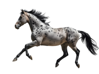 Appaloosa horse in full gallop across the frame on an isolated background, showcasing its dapple grey coat and athletic form (character count: 144)