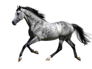 Dapple grey horse running isolated: beautiful equine on the move, dappled coat, muscular build, graceful gallop, equine beauty and elegance. (144)
