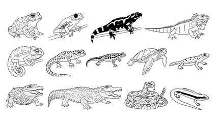 Detailed Black Outline Illustrations: 14 Diverse Reptiles & Amphibians Set on White Background