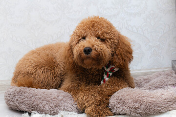 gentle apricot dog, rescue story of hopeful poodle, rescued apricot poodle embodies kindness and hopefulness