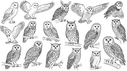 Detailed Black Outline Owl Collection: 17 Diverse Illustrations of Owls in Various Poses (Perched, Standing, Flying), including Barn and Horned Owls, Presented on a Clean White Background.