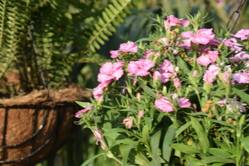 Obraz premium Beautiful multicolour fresh flowers shown at Noida Flower show held at Delhi NCR every year, Fresh flowers and green natural herbs at annual flower show