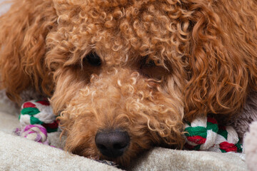 serene dog lying on cozy blanket, peaceful poodle with expressive eyes relaxing with rope toy indoors