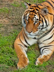 Tiger resting on green grass outdoors