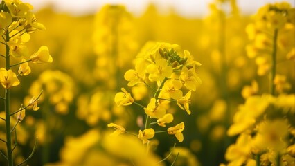 Vibrant Yellow Flower Field in Soft Natural Sunlight