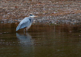 Great blue heron standing in the cold waters in Hiwassee Wildlife Refuge near Dayton, Tennessee