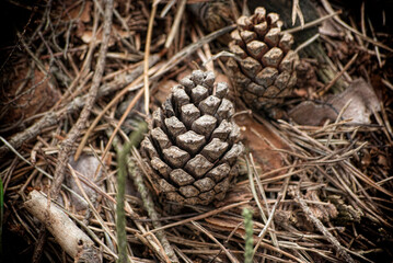 Pine cone resting on natural forest floor