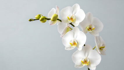 Stunning white Phalaenopsis orchid branch with delicate blossoms and buds on a minimal background