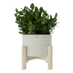 potted plant isolated on white