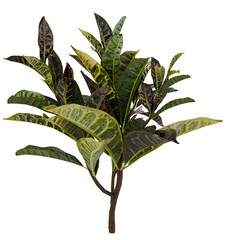 green plant isolated on white