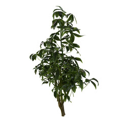 tree isolated on white