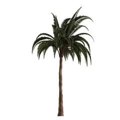 palm tree isolated on white