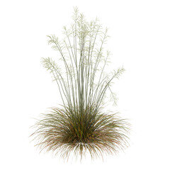 green grass isolated on white background