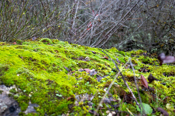 Vibrant green moss covering rocky forest surface
