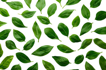 Basil leaves fresh green pattern: culinary herb, isolated texture, aromatic ingredient, vibrant foliage, natural element (144 characters)