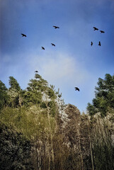 Crows flying over forest trees against blue sky