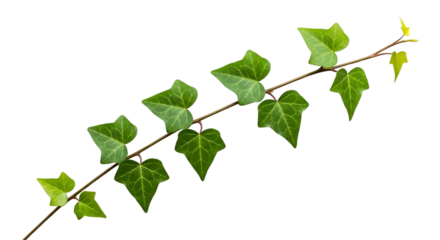 Close up of a green ivy branch with leaves isolated isolated on transparent background