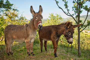 Donkeys mother and foal in rural countryside