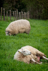 Naklejka premium Ewes resting and grazing in green pastureland