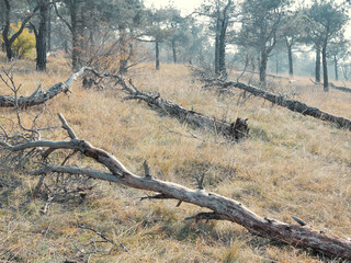 Fallen trees on the ground in an Autumn forest