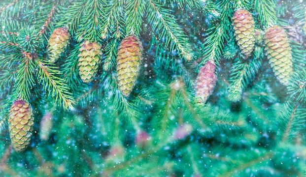 Vibrant pine cones on evergreen branches with falling snow, winter holiday background