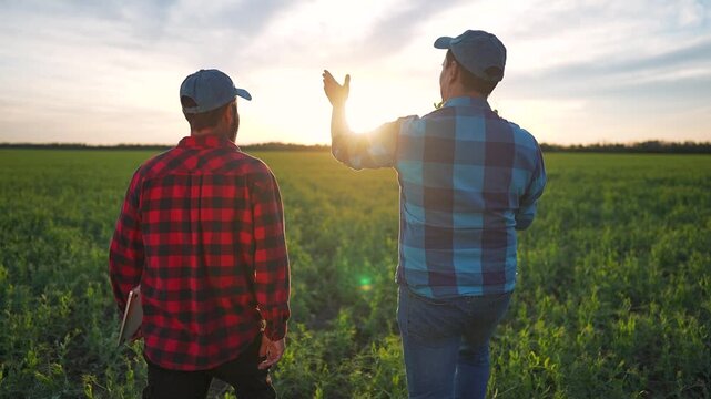 Farmers hold green plant look across field line covered with grass. Men on nature land plan teamwork steps laptop. Grass grows healthy while teamwork of farmers ensures future plan for nature grass.
