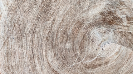 Detailed texture of a light oak tree stump with visible growth rings.