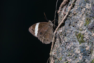 A black and white butterfly perched on a tree, wings spread, detailed patterns visible. Perfect for nature, wildlife, macro photography, insects, garden, and delicate wings.