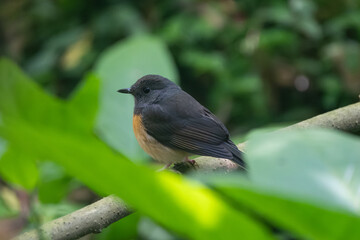 Female White-rumped Shama perched on a branch, vibrant brown plumage, forest habitat, songbird, Asia bird photography, wildlife, nature, avian, perching bird