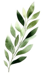 Watercolor green leaf branch on white background, isolated botanical illustration for nature-inspired designs and stationery.