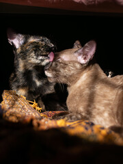 Two adorable cats grooming and licking each other with love while resting on patterned fabric in dramatic sunlight, Brown and Tortoiseshell domestic felines showing affection, 