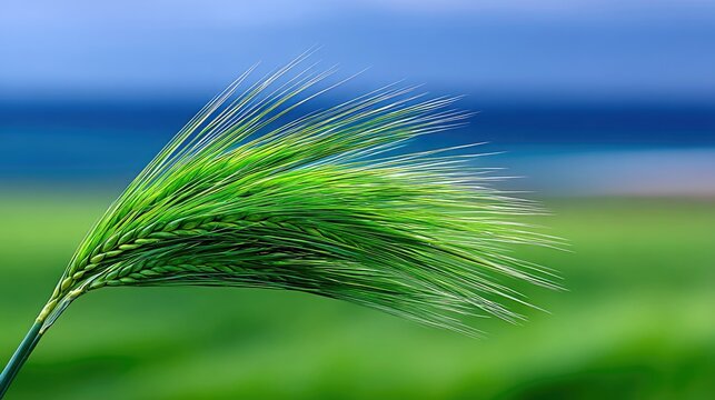 Close-up of a green wheat stalk against a blurred background of a field and blue sky. The image is lit by natural light.