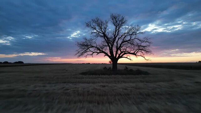 Serene Sunset Silhouette - A Lone Tree in a Field.