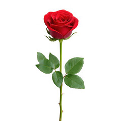 Naklejka premium A single vibrant red rose with green leaves and stem symbolizing love and romance isolated on transparent background