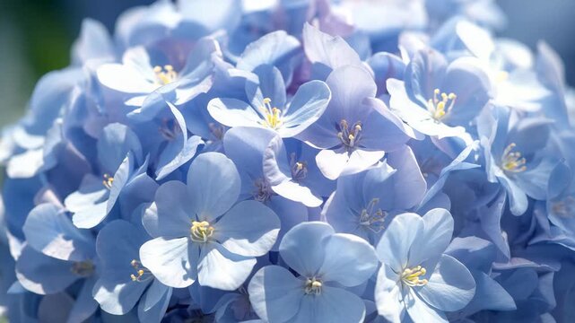 Close-up of a delicate cluster of soft blue flowers with light yellow stamens showcasing intricate petal details arranged in a full spherical shape under soft natural lighting.