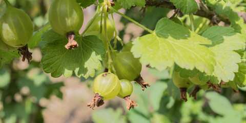 Fresh gooseberries ripening on a garden bush. Detailed close-up of berries and bright leaves in natural daylight, capturing healthy growth and early summer vegetation in the garden.