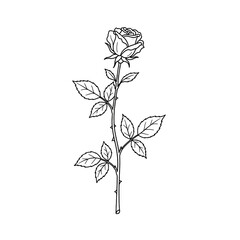 Minimalist white rose silhouette on a stark black background