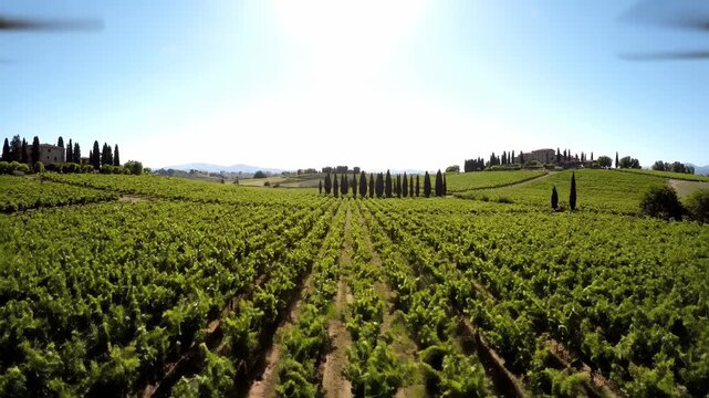 Vineyard landscape with rows of grape vines on a sunny day.