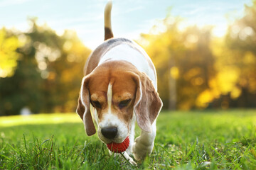 Cute Beagle dog playing with ball in autumn park