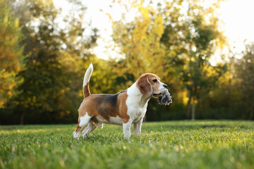 Cute Beagle dog with chew toy in autumn park