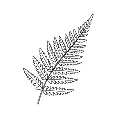 White fern frond against a stark black background