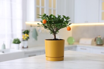 Potted tangerine tree on white marble table in kitchen