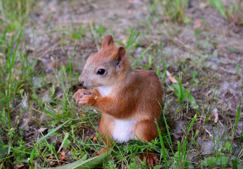 Adorable Red Squirrel Enjoying a Snack in Nature close up
