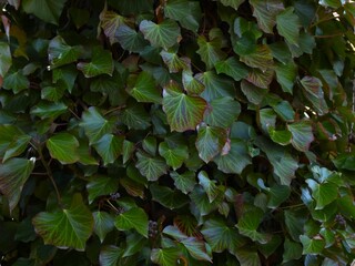 common ivy (Hedera helix) many dark green leaves, in winter