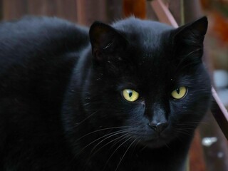 Black cat looking away, head close-up