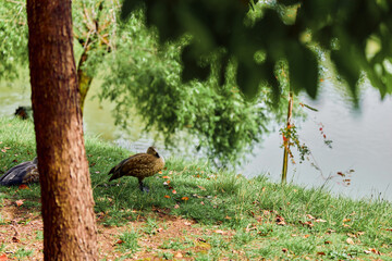 Duck by pond under a tree on grassy bank near calm water, wild bird foraging on lakeside in nature. Green foliage and peaceful outdoor scene with leaves and soft reflections.