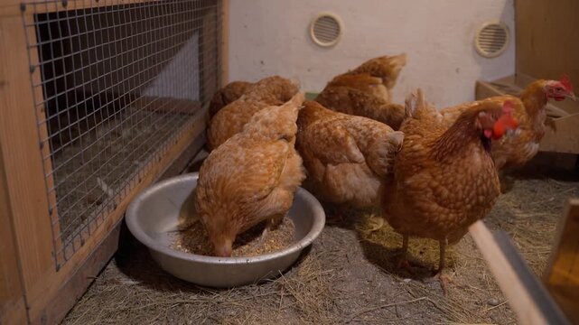 Cozy chicken coop with Lohmann Brown chickens. Chicken in red glasses